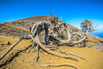 Driftwood on sand against clear blue sky