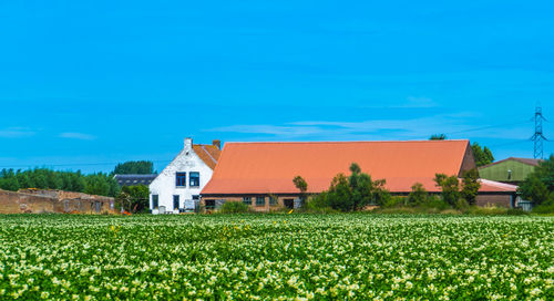 Scenic view of field by houses against blue sky