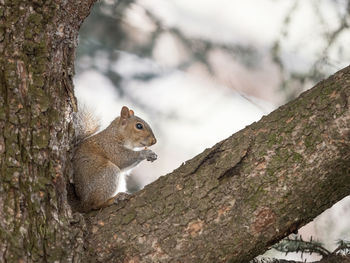 Close-up of squirrel eating on tree