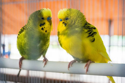 Close-up of parrot perching in cage