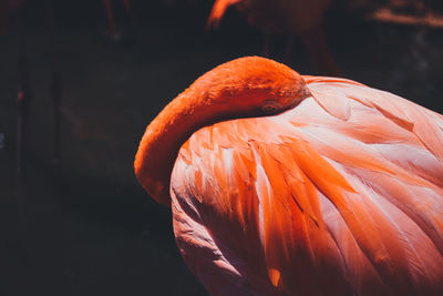 Close-up of flamingo