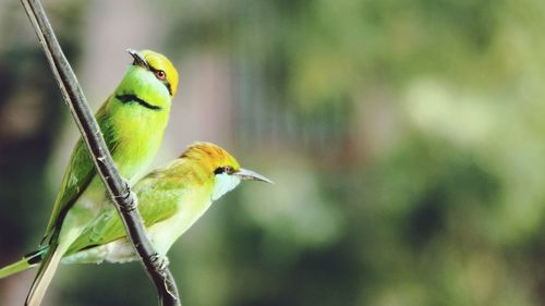 Close-up of bird perching on yellow leaf