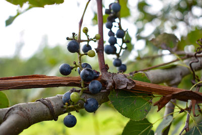 Close-up of grapes growing on tree