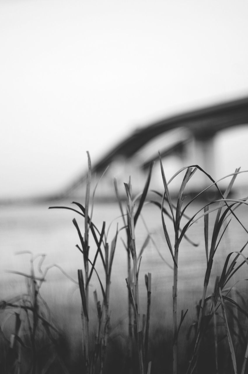 plant, focus on foreground, close-up, growth, clear sky, grass, nature, selective focus, stem, copy space, tranquility, beauty in nature, field, sky, growing, no people, outdoors, twig, day, leaf