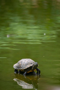 Turtle swimming in a lake