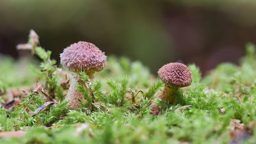 Close-up of mushroom growing on field