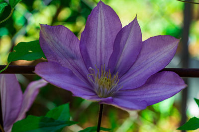 Close-up of purple flowering plant