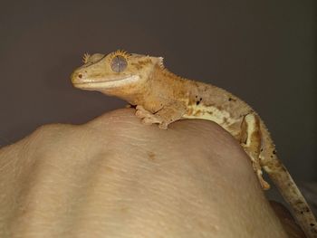 Close-up of hand holding lizard