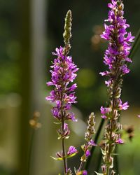 Close-up of purple flowering plants