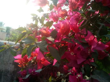 Close-up of red flowering tree