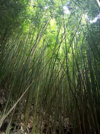 Low angle view of bamboo trees in forest