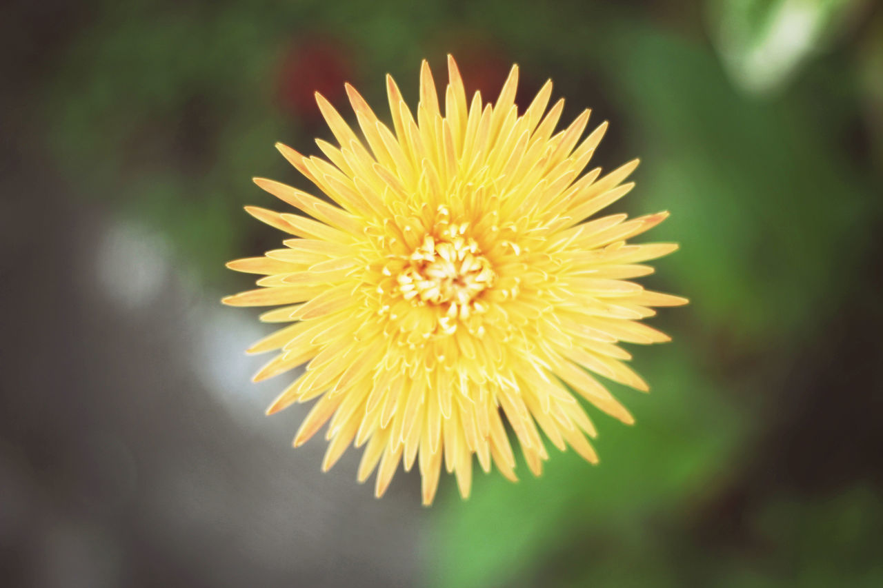 Daisies Daisy Daisy Flower Yellow Daisy Closeup Yellow Daisy Yellow Flower Close-up Daises Close Up Daisies Flowers Day Flower Flower Head Focus On Foreground Fragility Freshness Growth Nature No People Outdoors Petal Plant Yellow Yellow Color