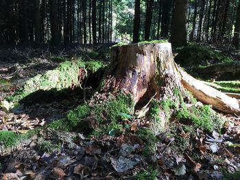 Tree stump in forest