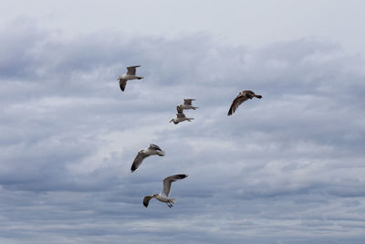 Low angle view of seagulls flying