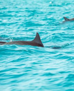 Dolphins swimming in sea