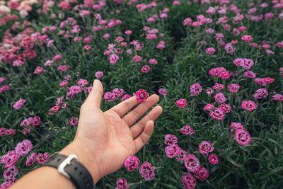 Cropped hand of woman holding flowers