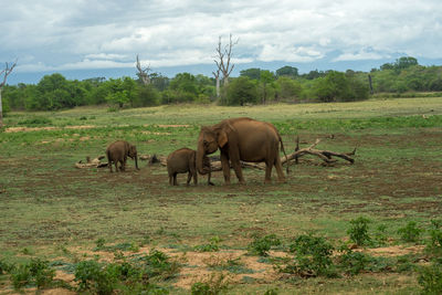 Mother elephant with its babies. udawalawe national park, sri lanka