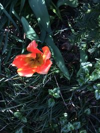 High angle view of red rose flower on field