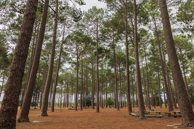 Low angle view of trees in forest