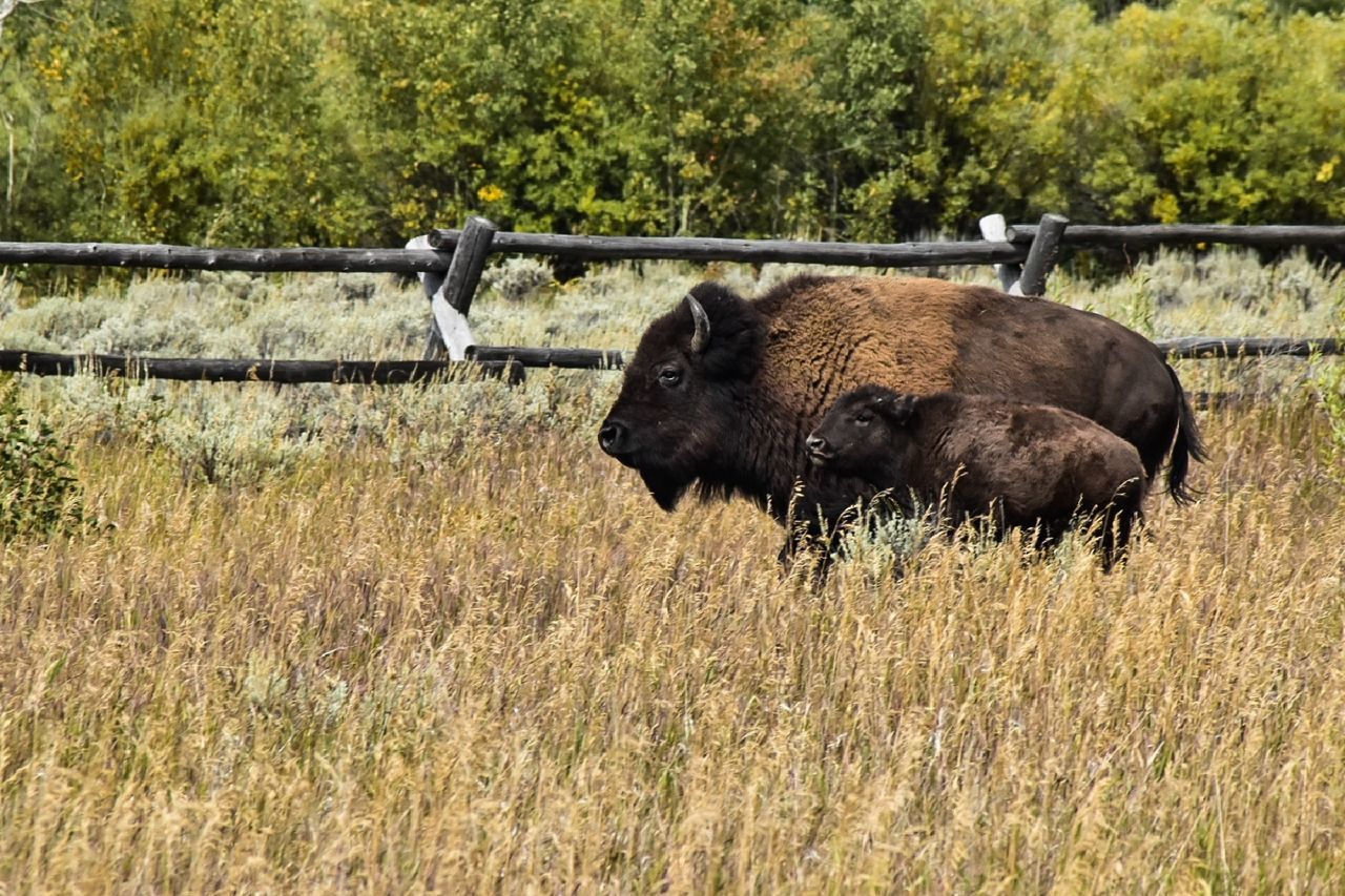 animal themes, animal, plant, animal wildlife, mammal, field, land, one animal, vertebrate, animals in the wild, day, nature, tree, domestic animals, grass, no people, outdoors, side view, landscape, pets, herbivorous