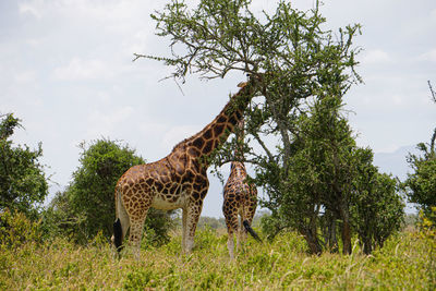 Giraffe in a field