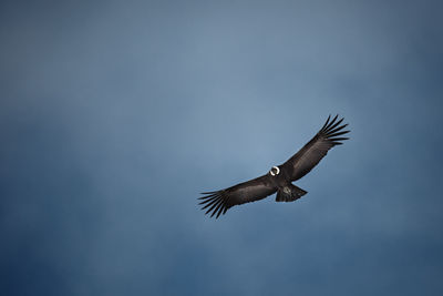 Low angle view of eagle flying in sky
