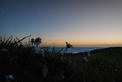 Flowers growing on grassy field against sky during sunset