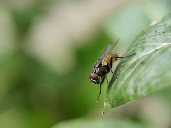 Close-up of fly on leaf