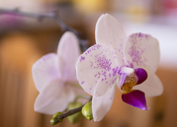 Close-up of orchids blooming outdoors