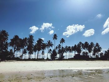 Palm trees on beach against sky