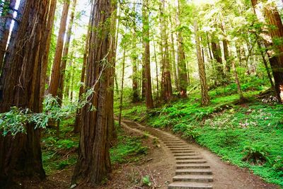 Trail amidst trees in forest