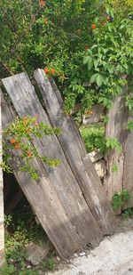 High angle view of wood in garden