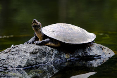 Close-up of turtle on rock