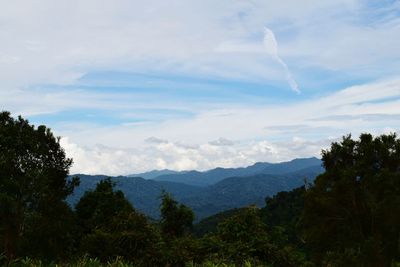 Scenic view of forest against sky