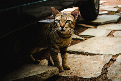 Portrait of cat sitting outdoors