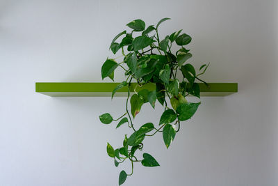 green