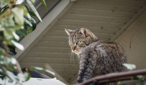A green-eyed cat on the roof. house in white color in background.