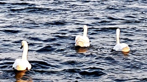 Swans swimming in lake