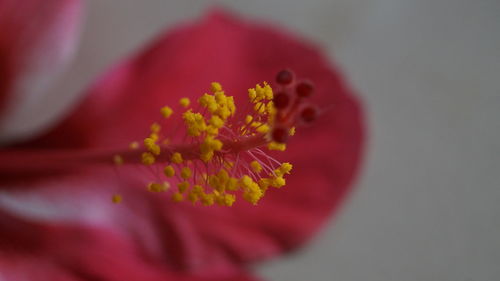 Macro shot of pink flower head