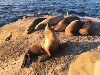 High angle view of seal at beach