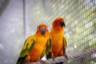 Close-up of parrot in cage