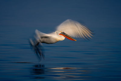 Close-up of bird in lake