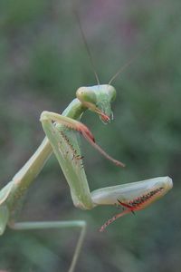 Close-up of insect on plant