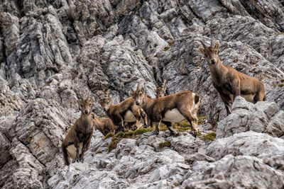 View of animals on rock