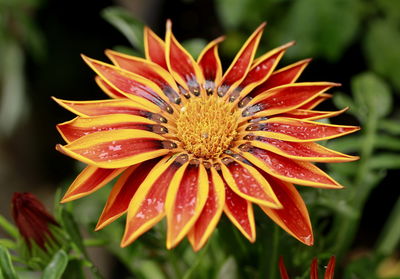 Close-up of red flower blooming outdoors