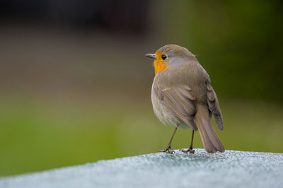 Close-up of bird perching