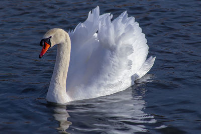 Swan floating on lake