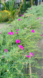 High angle view of pink flowering plants on field