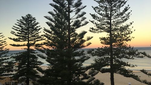 Pine trees on snow covered land against sky during sunset