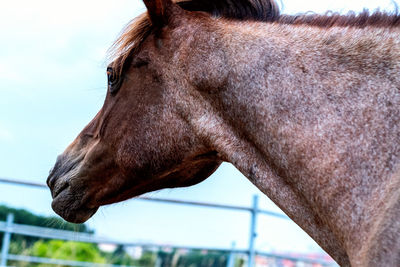 Close-up of horse in ranch